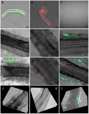 Comparative Transcriptomics of <mark class="highlighted">Bacillus mycoides</mark> Strains in Response to Potato-Root Exudates Reveals Different Genetic Adaptation of Endophytic and Soil Isolates